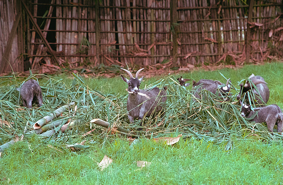 14 Lucía Ramírez - Kodak Gold 200 por Arca Film Lab (Septiembre 2024) - Rollo 0307