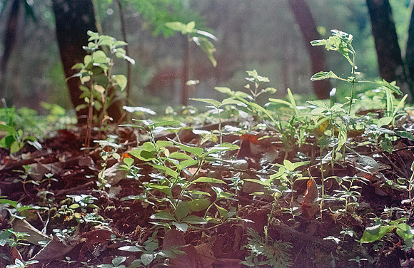 23 Shirley Rabanales - Fujifilm 400 por Arca Film Lab (Septiembre 2024) - Rollo 0373