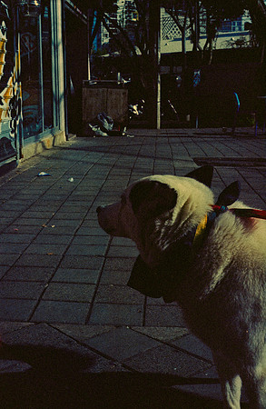05 Iván Ortíz - Cinestill 800T por Arca Film Lab (Diciembre 2024) - Rollo 0526