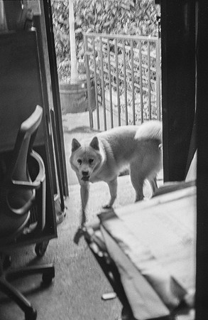 02 Francisco Chang - Ilford HP5+ 400 por Arca Film Lab (Noviembre 2024) - Rollo 0469