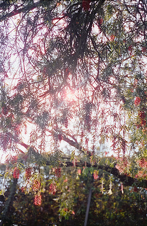 19 Gonzalo Llarena - Cinestill 400D por Arca Film Lab (Abril 2025) - Rollo 0964