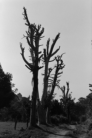 13 Omar Véliz - Ilford FP4 125 Plus por Arca Film Lab (Mayo 2024) - Rollo 0060