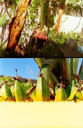 36 Rafel Peyré - Kodak Vision 3 250D por Arca Film Lab (Junio 2025) - Rollo 1101