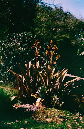 18 Pablo Mijango - Harman Phoenix 200 por Arca Film Lab (Abril 2025) - Rollo 0911