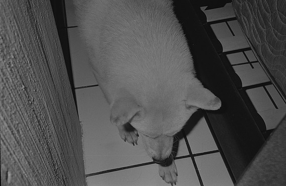 05 Francisco Chang - Ilford HP5+ 400 por Arca Film Lab (Noviembre 2024) - Rollo 0469