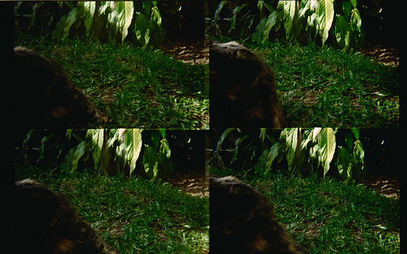34 Natalia Mendoza - Kodak Gold 200 por Arca Film Lab (Mayo 2025) - Rollo 1018