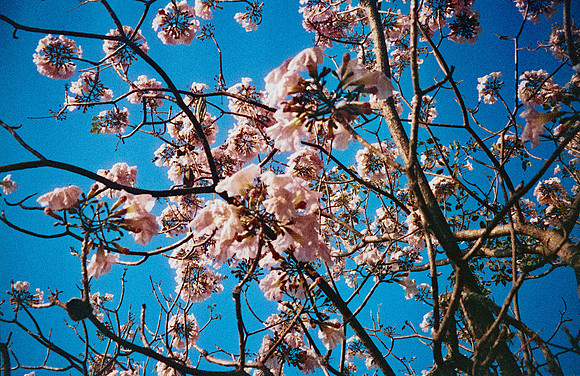 06 Natalia Mendoza - Harman Phoenix 200 por Arca Film Lab (Abril 2025) - Rollo 0930