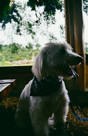 21 José Pérez - Kodak Gold 200 por Arca Film Lab (Enero 2025) - Rollo 0641