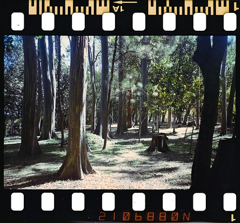 01 Rodrigo Gonzalez - Kodacolor 200 por Arca Film Lab (Junio 2025) - Rollo 1117