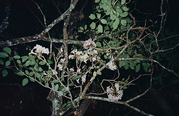 35 Natalia Mendoza - Kodak Aerocolor IV por Arca Film Lab (Abril 2025) - Rollo 0928
