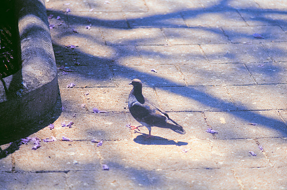 17 Ronald Ottoniel - Fujifilm 400 por Arca Film Lab (Febrero 2025) - Rollo 0867
