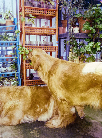 01 Eyleen Menchú - Kodak Ultramax 400 por Arca Film Lab (Enero 2025) - Rollo 0629