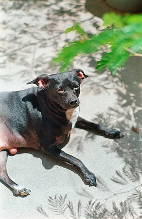 26 Shirley Rabanales - Fujifilm 400 por Arca Film Lab (Septiembre 2024) - Rollo 0373