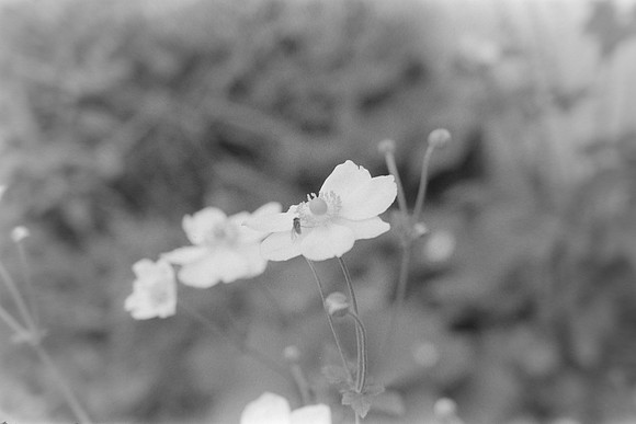 13 Pablo Josué Noack - Ilford HP5 Plus 400 por Arca Film Lab (Mayo 2024) - Rollo 0077