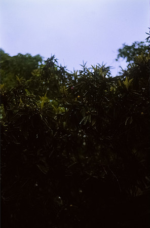 14 Ronald Ottoniel - Kodak Ektachrome por Arca Film Lab (Septiembre 2024) - Rollo 0387