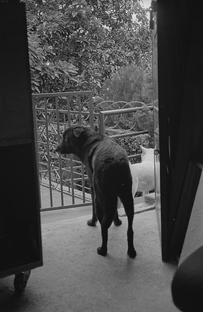 11 Francisco Chang - Ilford HP5+ 400 por Arca Film Lab (Noviembre 2024) - Rollo 0469