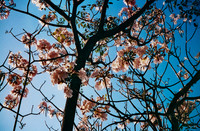 09 Natalia Mendoza - Harman Phoenix 200 por Arca Film Lab (Abril 2025) - Rollo 0930