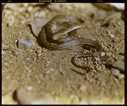 01 Lester Meléndez - Kodak Ektachrome 100GX por Arca Film Lab (Mayo 2024) - Rollo 0094