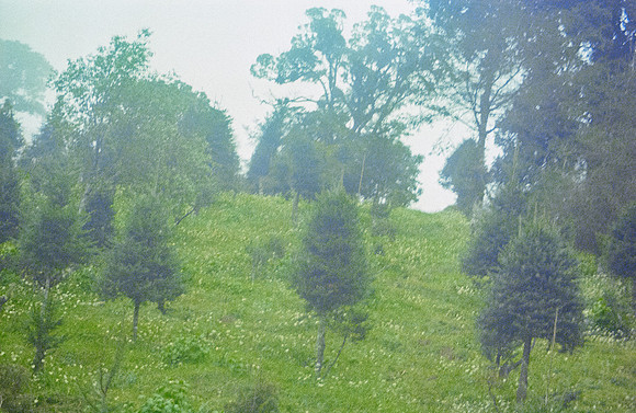 06 Andrés Mazariegos - Kodak Ultramax 400 por Arca Film Lab (Noviembre 2024) - Rollo 0517
