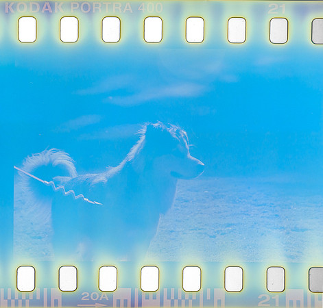 16 Omar Véliz - Kodak Portra 400 por Arca Film Lab (Agosto 2024) - Rollo 0300