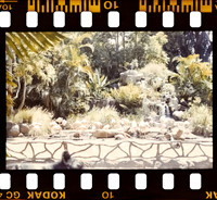 16 Maria Paula - Kodak Ultramax 400 por Arca Film Lab (Junio 2025) - Rollo 1147