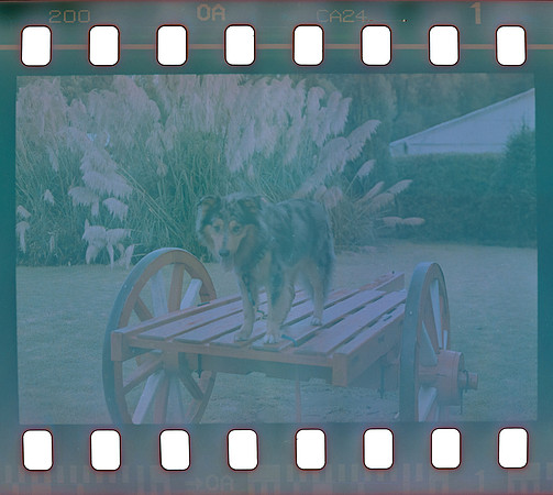 01 Omar Véliz - Fujifilm 200 por Arca Film Lab (Agosto 2024) - Rollo 0299