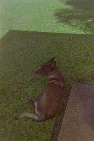 12 Christian Arriola - Kodak Gold 200 por Arca Film Lab (Agosto 2024) - Rollo 0232
