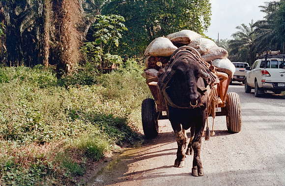 17 Denis Guerrero - Kodak Gold 200 Canon AE-1 por Arca Film Lab (Agosto 2024) - Rollo 0295