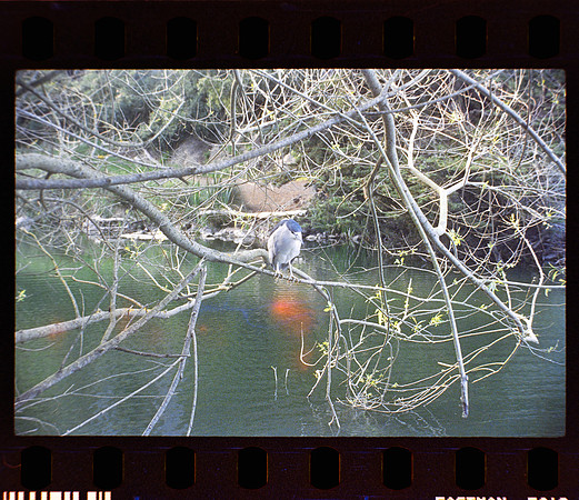 28 Fernanda Gonzáles - Reflx Lab 800T Push 3200 por Arca Film Lab (Mayo 2024) - Rollo 0049