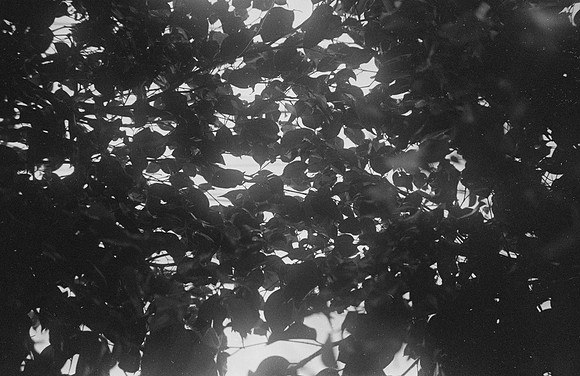 18 Vivian Kotouch - Ilford HP5+ 400 por Arca Film Lab (Noviembre 2024) - Rollo 0416