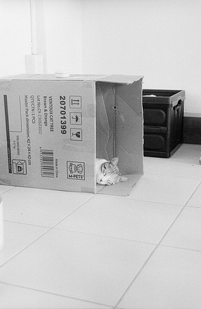 17 Valeria Minera - Kentmere Pan 400 por Arca Film Lab (Abril 2025) - Rollo 0960