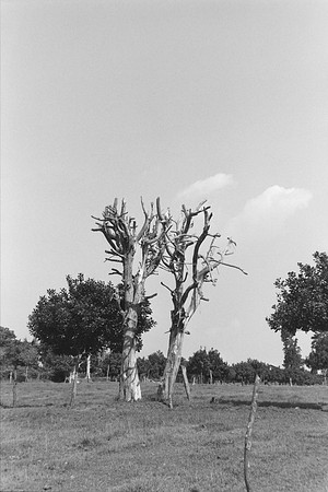 18 Omar Véliz - Ilford FP4 125 Plus por Arca Film Lab (Mayo 2024) - Rollo 0060