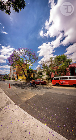 Naturaleza invadiendo la ciudad de concreto
