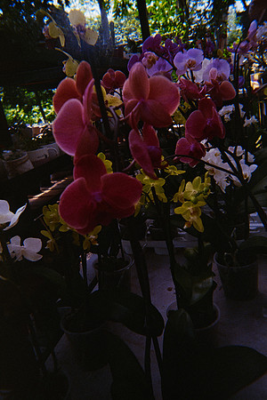 11 Julissa Ortega - Kodak Ultramax 400 por Arca Film Lab (Mayo 2025) - Rollo 1022