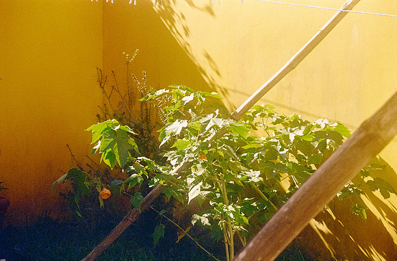 03 Antonio Monterroso - Kodak Ultramax 400 por Arca Film Lab (Febrero 2025) - Rollo 0753