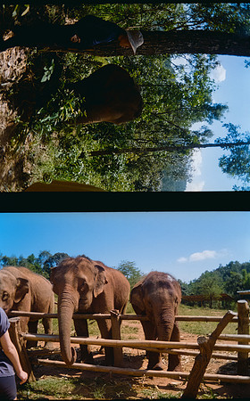 25 Karla Figueroa - Kodak Gold 200 por Arca Film Lab (Mayo 2025) - Rollo 1037