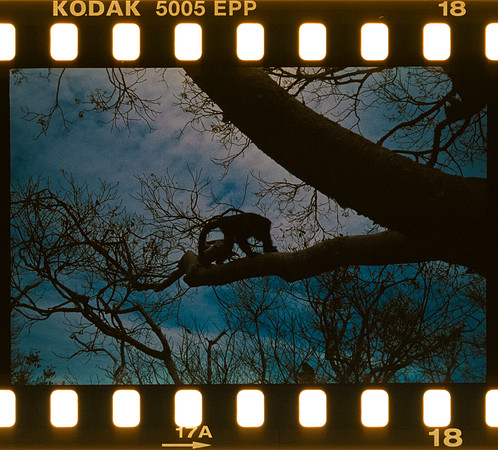 00020 Pablo Marroquín - Kodak Ektachrome 100 - Arca Film Lab (Noviembre 2024) - Rollo 0455