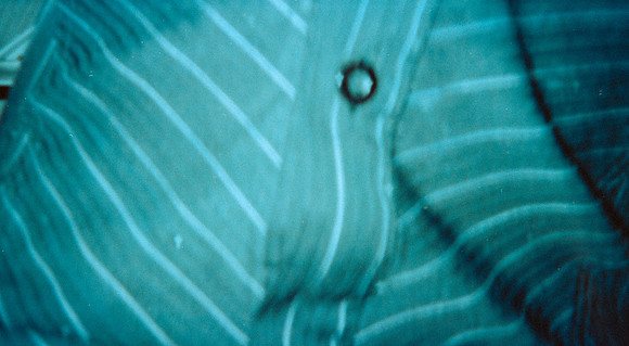 08 Alexander Daum - Kodak Gold 200 por Arca Film Lab (Abril 2025) - Rollo 0898