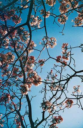 08 Natalia Mendoza - Harman Phoenix 200 por Arca Film Lab (Abril 2025) - Rollo 0930