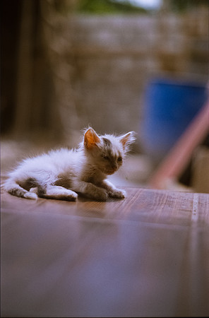 17 Ronald Ottoniel - Kodak Ektachrome por Arca Film Lab (Septiembre 2024) - Rollo 0387