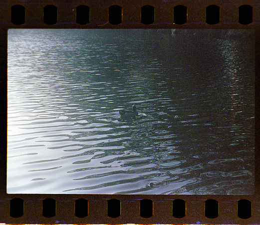 30 Fernanda Gonzáles - Reflx Lab 800T Push 3200 por Arca Film Lab (Mayo 2024) - Rollo 0049