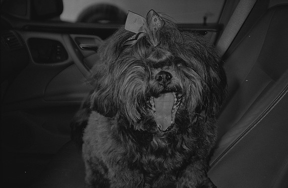08 Francisco Chang - Ilford HP5+ 400 por Arca Film Lab (Noviembre 2024) - Rollo 0469