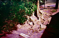 16 Natalia Mendoza - Harman Phoenix 200 por Arca Film Lab (Abril 2025) - Rollo 0930