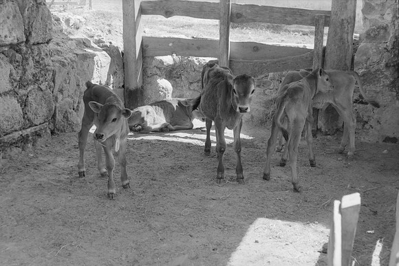 04 Omar Véliz - Ilford FP4 125 Plus por Arca Film Lab (Mayo 2024) - Rollo 0060