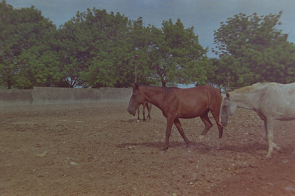 36 Christian Arriola - Kodak Gold 200 por Arca Film Lab (Agosto 2024) - Rollo 0232