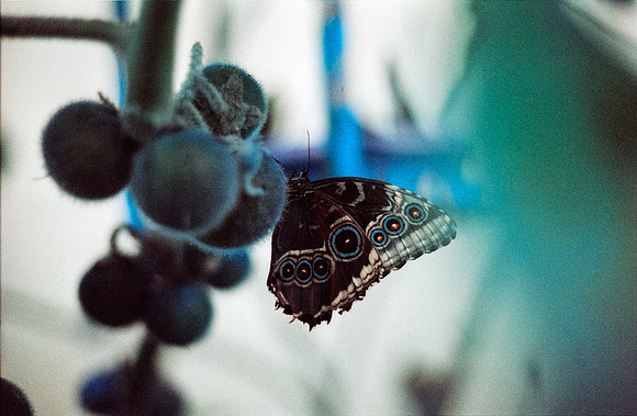 10 Jasmin Bouchard - Lomography Turquoise por Arca Film Lab (Octubre 2024) - Rollo 0403