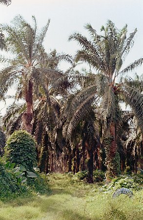 16 Denis Guerrero - Kodak Gold 200 Canon AE-1 por Arca Film Lab (Agosto 2024) - Rollo 0295