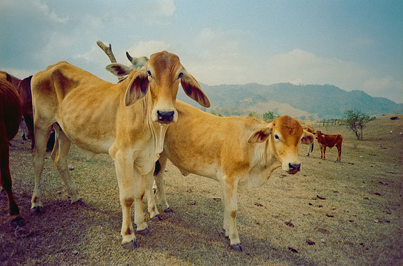 12 José Vásquez - Kodak Gold 200 por Arca Film Lab (Enero 2025) - Rollo 0668