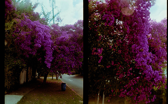 08 Jimena Sánchez - Kodak Gold 200 por Arca Film Lab (Mayo 2025) - Rollo 0991