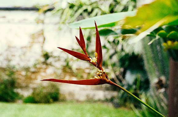 20 Carlos Cabrera - Kodak Ultramax 400 por Arca Film Lab (Marzo 2025) - Rollo 0788